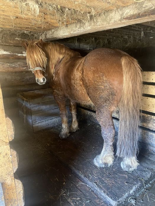 Продам одного коня з трьох на вибір