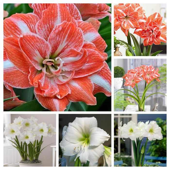 Антуріуми -символ кохання.Та інші декоративно -листяні кімнатні квіти