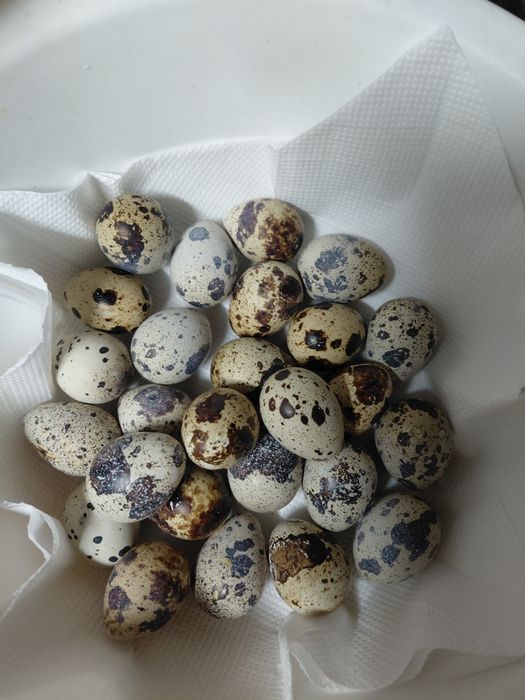 Venda de Ovos de codornizes