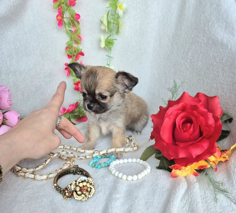 Śliczny Piesek Chihuahua Długowłosy XXS