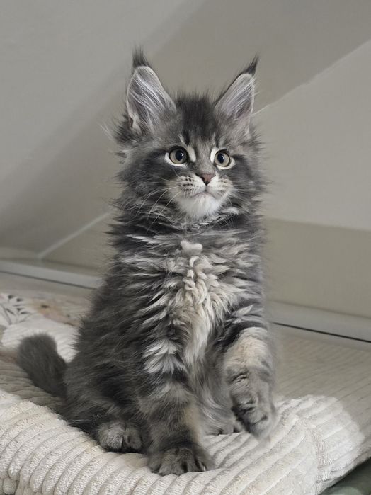 Niebieski kocurek Maine Coon