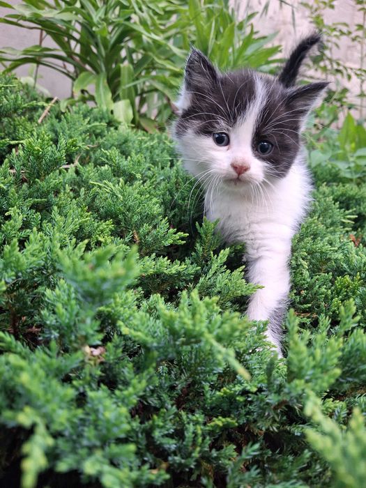 Кішечка, кошеня, котик Первомайськ Миколаївська обл.