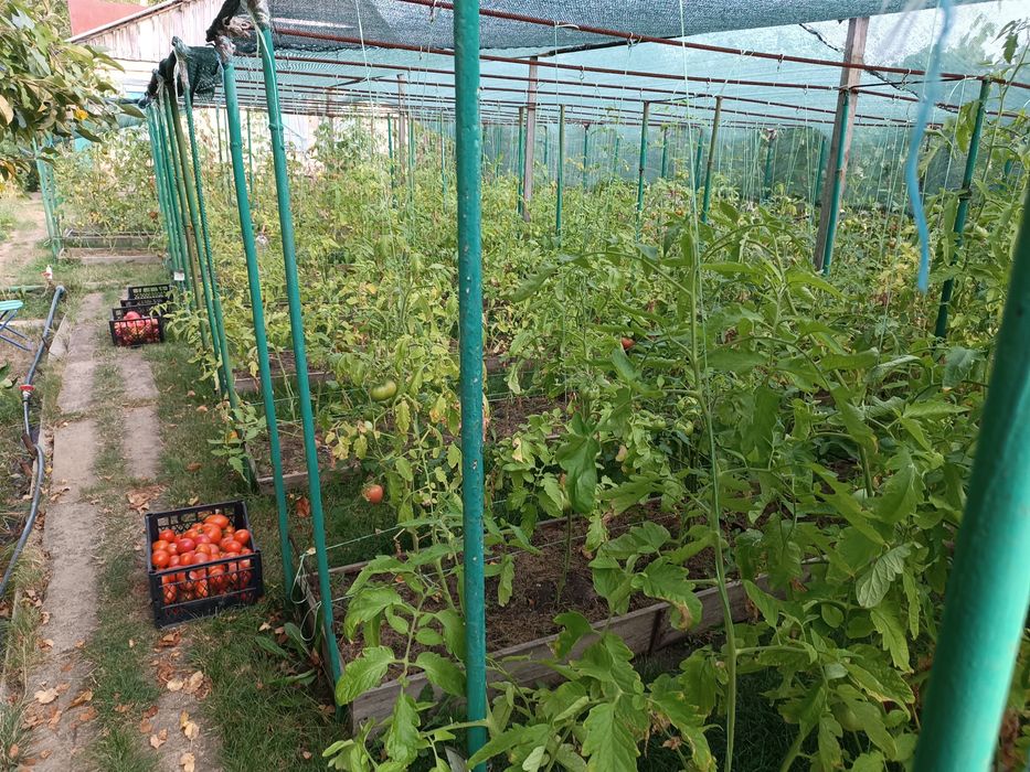 продам дачу общ.Геолог за ПЗТО