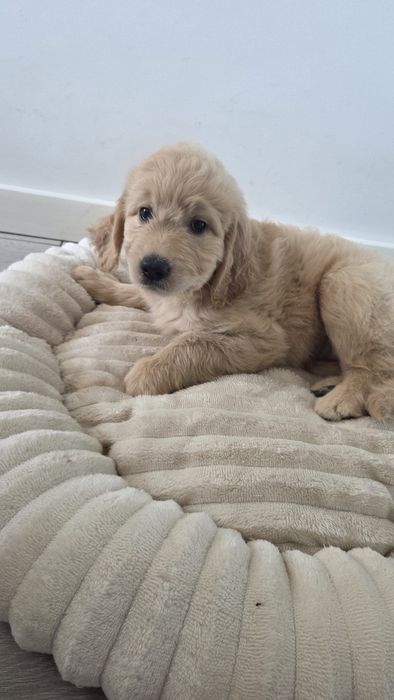 Goldendoodle suczka do odbioru