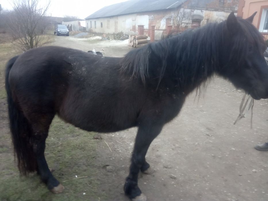 Продається кобила!
