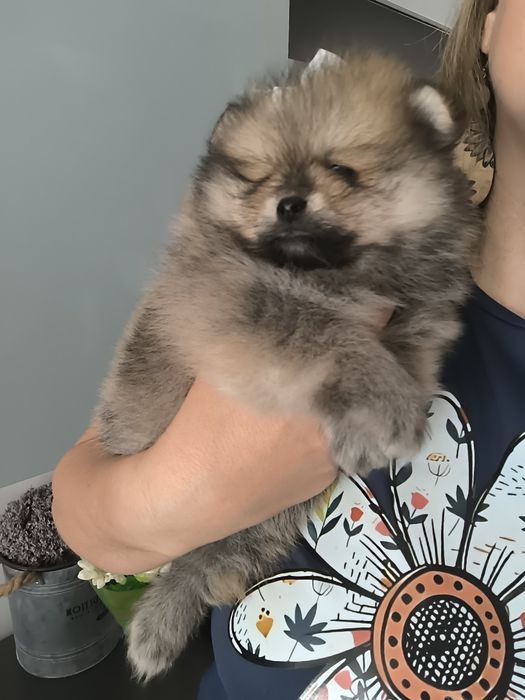 Spitz Anão.Lulu da Pomerânia Menina Laranja. Pop e Afixo. Perfeita