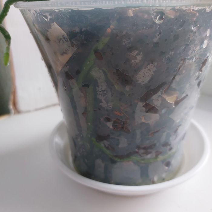 Продам орхидею миди