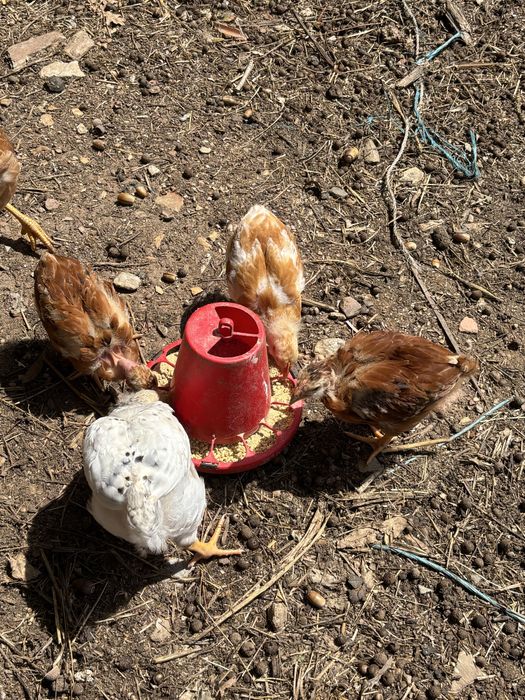 Poule de Campagne