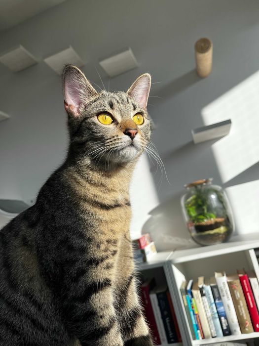 Kotka srebrna bura 8 miesięcy