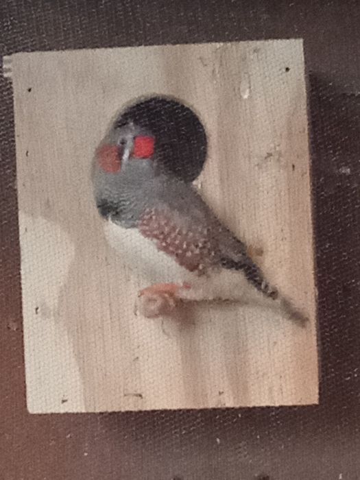 Mandarins de porte grande