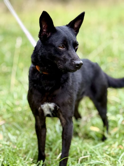 Zula — dwuletnia sunia do adopcji
