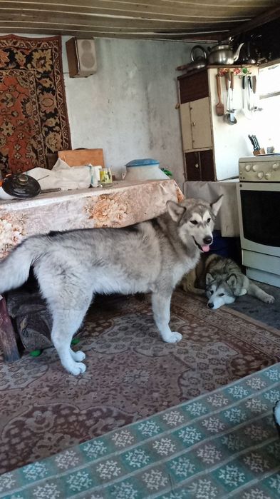 Хаска маламут Щенки