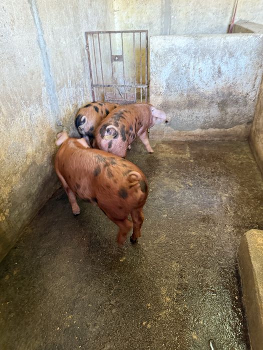 Porcos DUROC  80-120kg