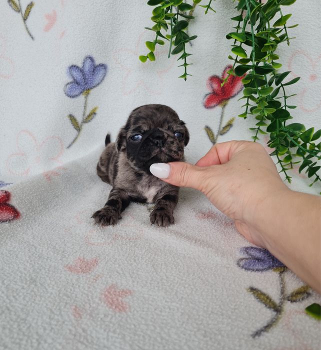 Excelente menino Pug Carlin Merle de Qualidade