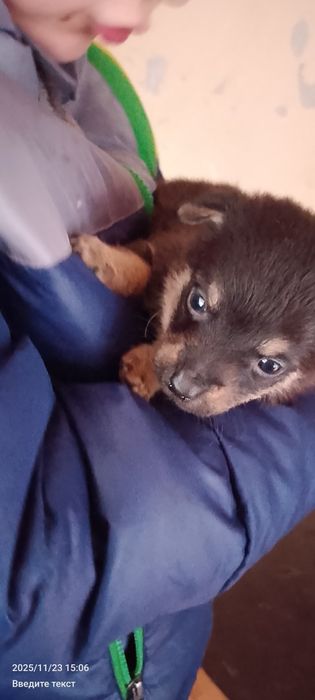 Отдам бесплатно собачат