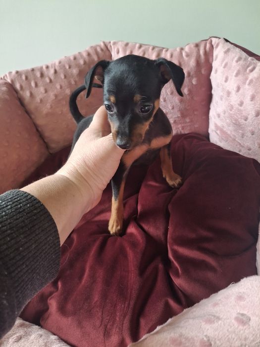 Sprzedam suczkę pinczerkę