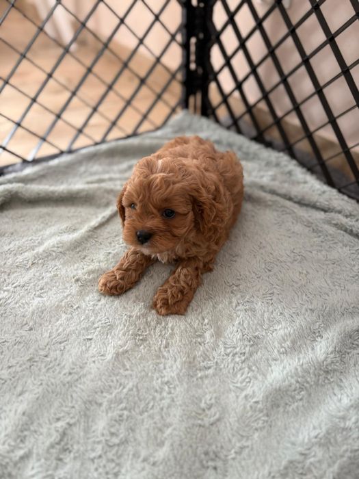 ***Cavapoo śliczny piesek***