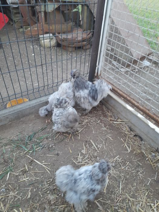 Jaja lęgowe Silki