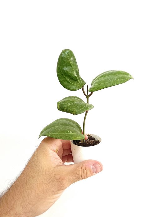 Hoya Sarawak Cream