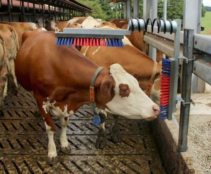 Czochradło dla bydła, nylonowe włosie, Kerbl