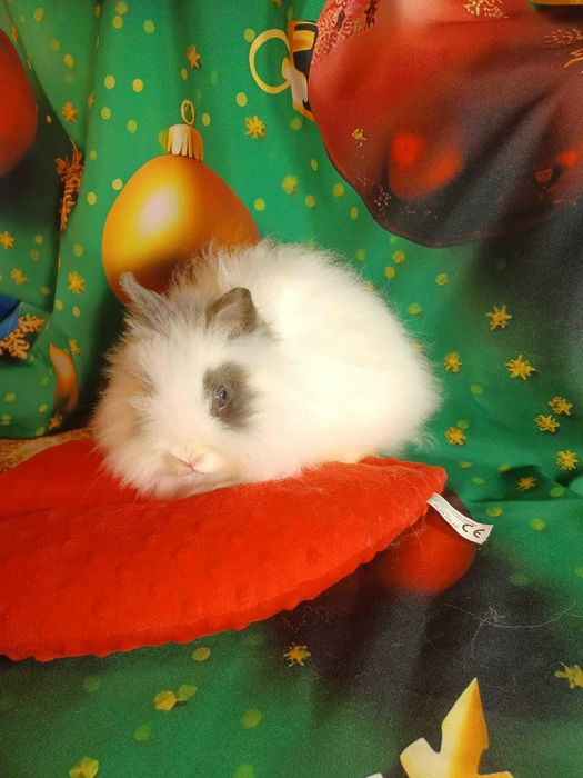 Króliczek samczyk Karzełki Teddy z hodowli Polskie -Jabłuszko E131