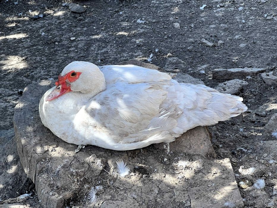 Качки шипуни різного окрасу