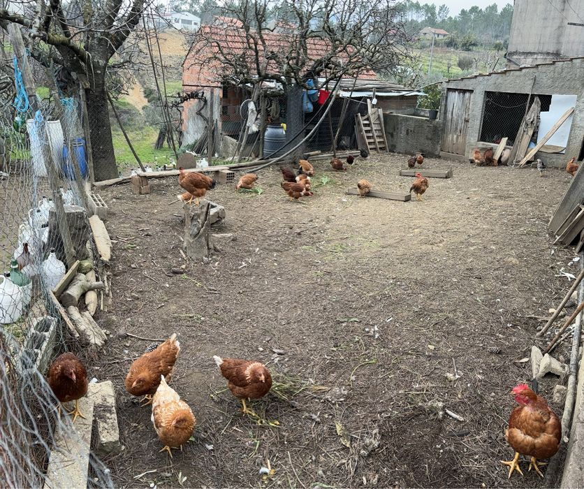 Ovos caseiros e biológicos