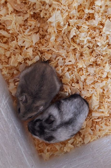 Chomiki dżungarskie