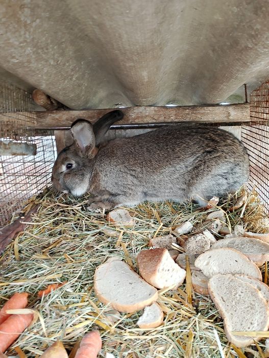 Sprzedam ładnego samczyka