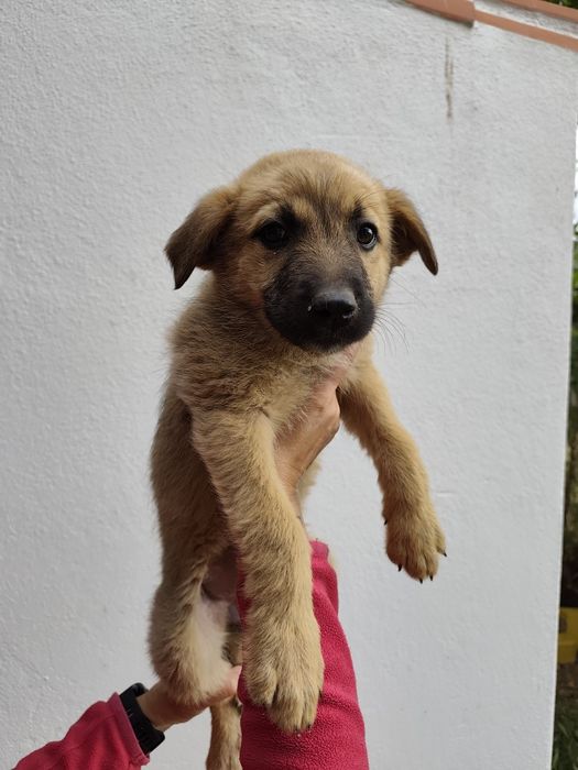 Cães para adoção.