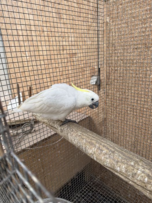 Cacatua galerita elonora macho 2026