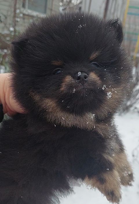 Мини мальчик померанчик