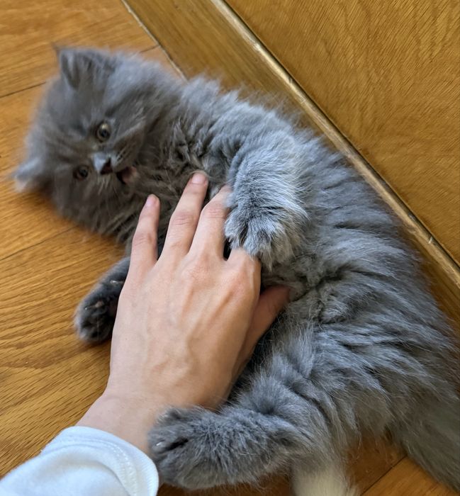 Gato persa fofas