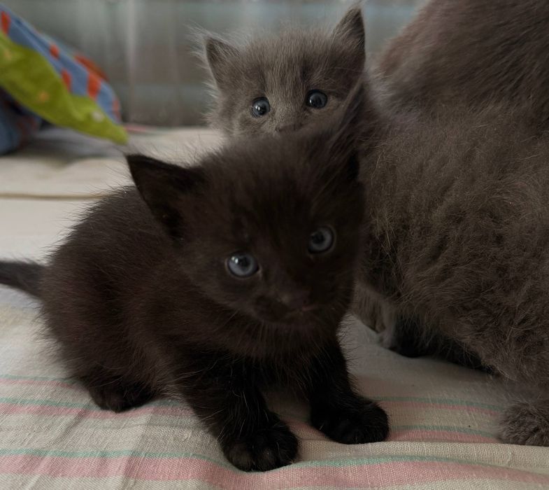 Кошенятка шукають родину