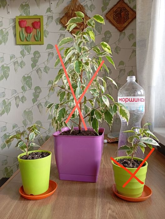 Фікус Бенжаміна кольоровий. Сукуленти.