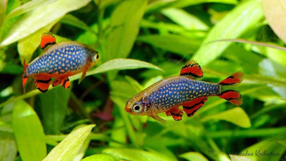 Rasbora Galaxy 20 sztuk Europejska Hodowla , Sklep Altum