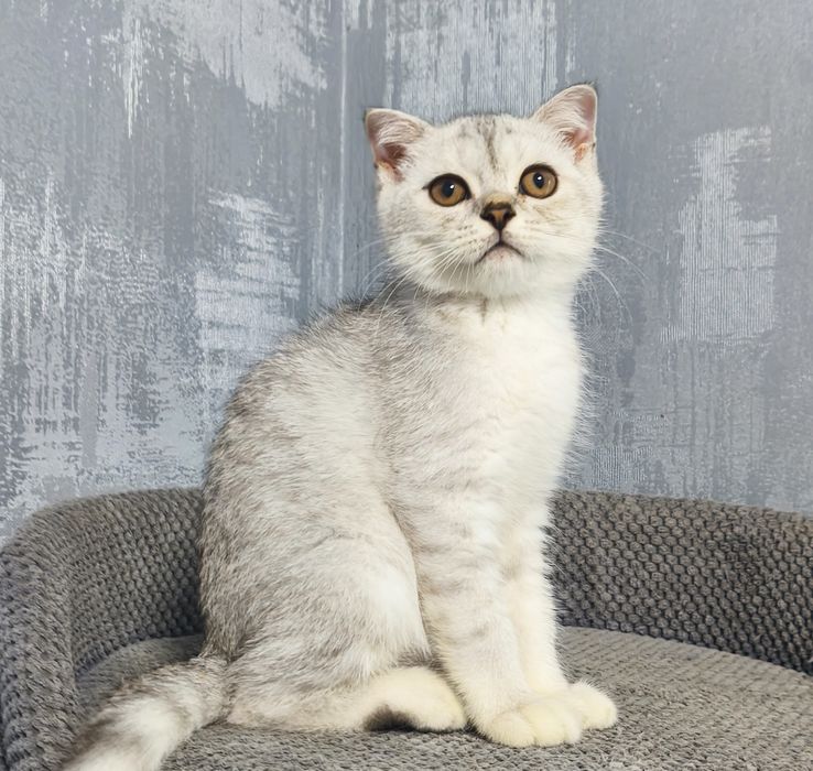 Котик шотландський котята кошенята котики