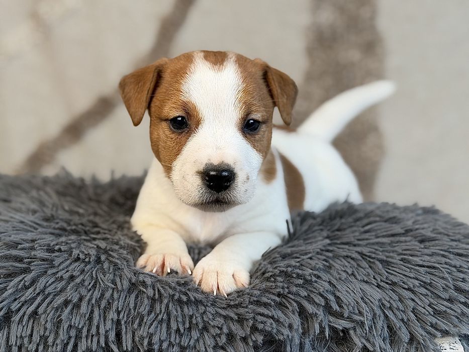 Piesek gladkowlosy Jack Russell terrier ZKWP/FCI