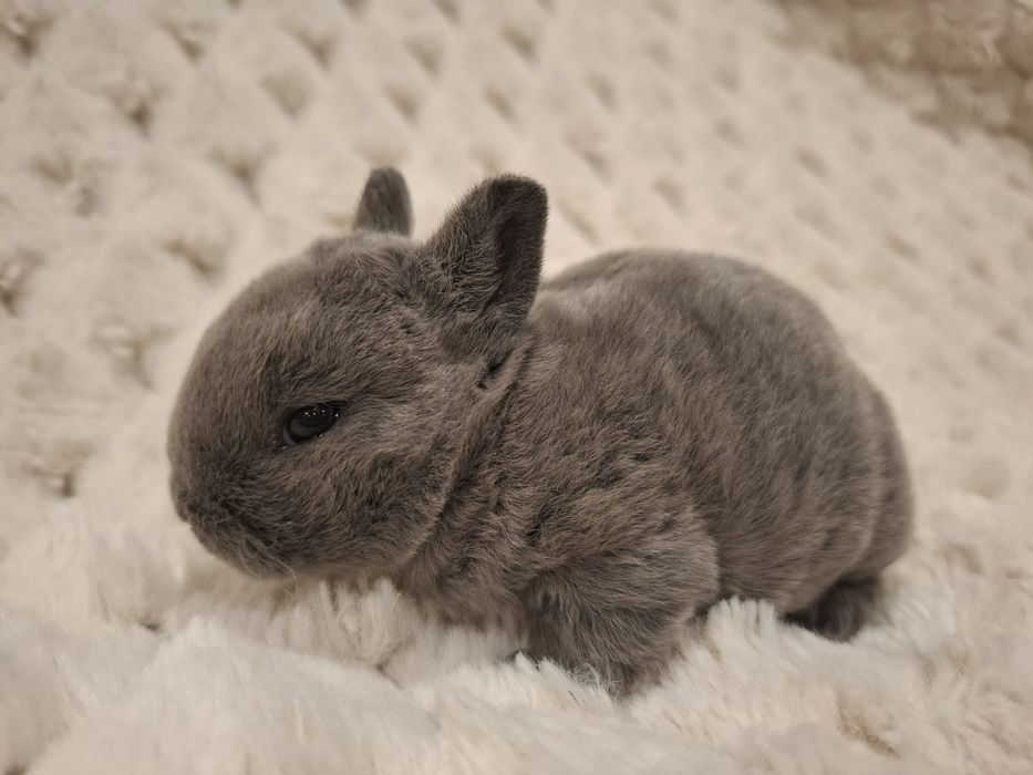 Królik króliczek karzełek rex miniaturka mini  lop