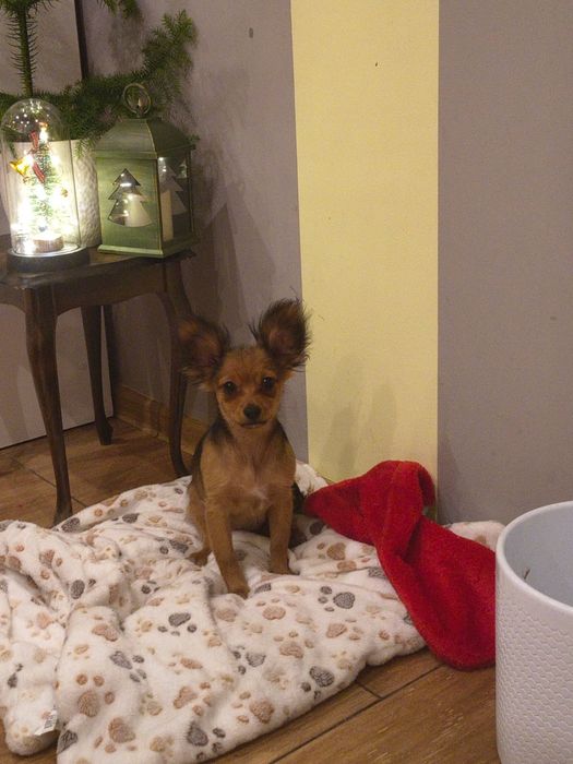 Rosyjski Toy Długowłosy