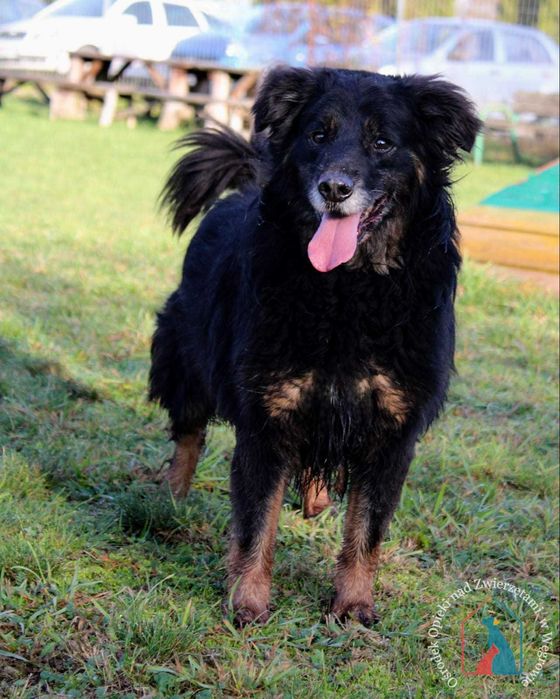 Stracił wszystko, ale można go jeszcze uratować - adoptuj seniorka