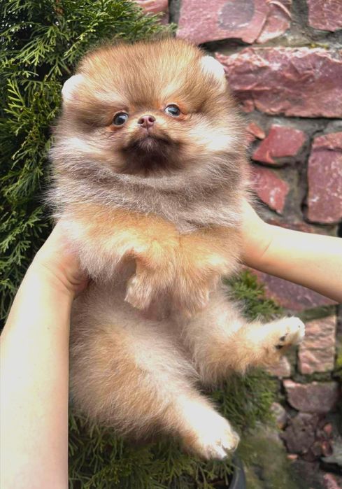EXCLUSIVE! ШИКАРНА помераночка оранж шоколадного окрасу 2.5 міс.