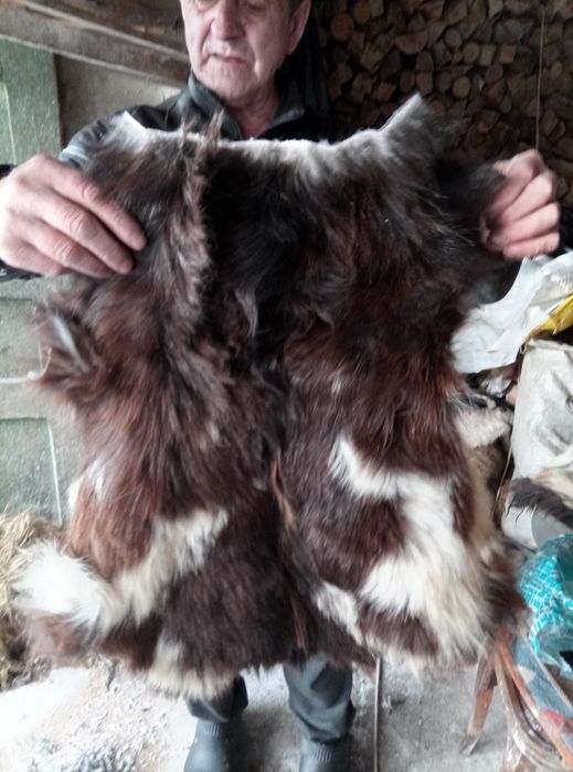 Шкури коза овечка  різні від 400грн