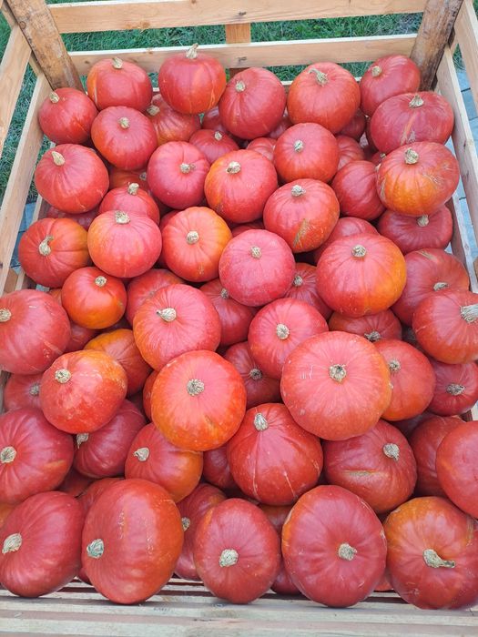 Dynia Hokkaido - 20 kg z przesyłką