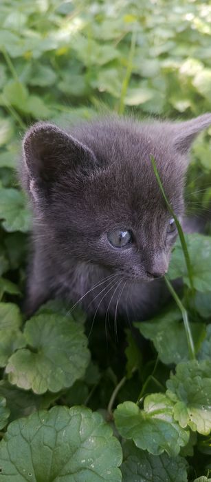 Віддам кошенят у добрі руки