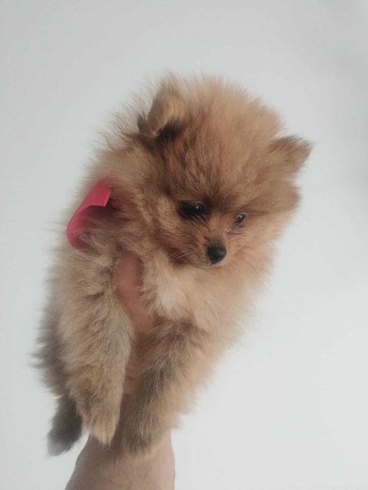 szpic miniaturowy - sunia, gotowa na zmianę domku