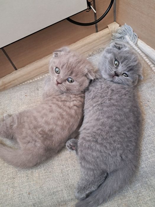 Шотландський вислоухий котик з документами