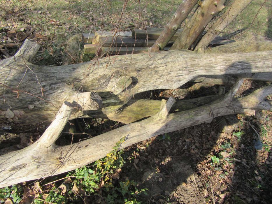 Drzewo dab do opalu i meblarstwa