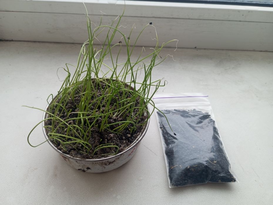 Продам  кущовку, насіння цибулі2025рік