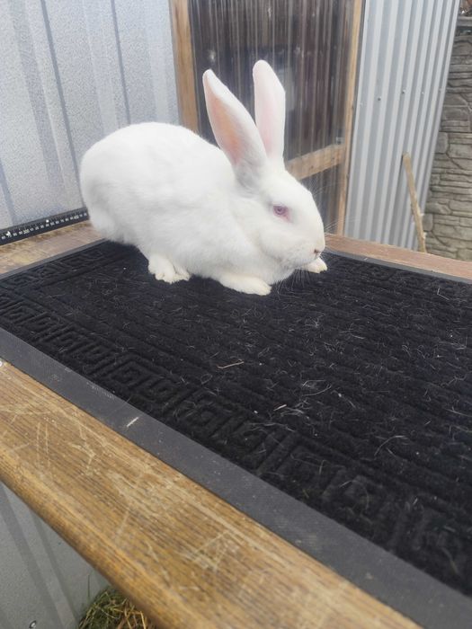 Sprzedam króliki TB